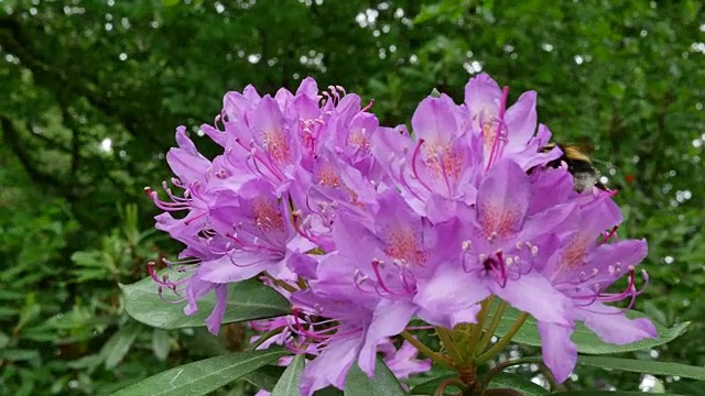 爱尔兰杜鹃花粉红色的花与蜜蜂视频素材