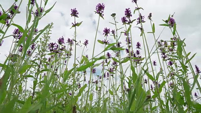 夏日里，草地上长满了丹参野花。雨后的蓝天，清新的草甸。蜜蜂和大黄蜂给花授粉。从下面看紫色的野花和昆虫视频素材