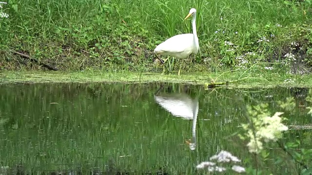 大白鹭白鹭在池塘海岸狩猎视频素材