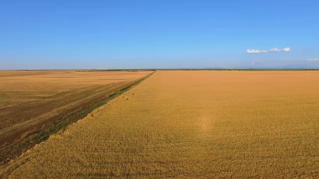 蓝天背景下的黄色麦田，航拍视频视频素材