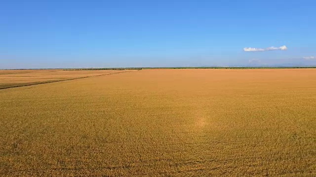 蓝天背景下的黄色麦田，航拍视频视频素材