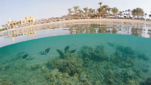 在埃及红海的浅水里与珊瑚鱼一起潜水视频素材