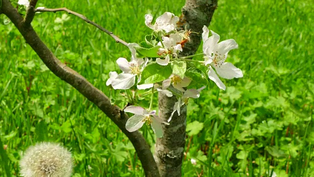 背景开花的苹果树。视频素材