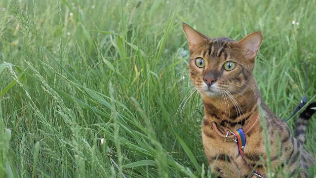 一只孟加拉猫走在绿色的草地上。视频素材