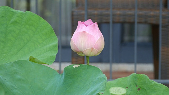 莲花场视频素材