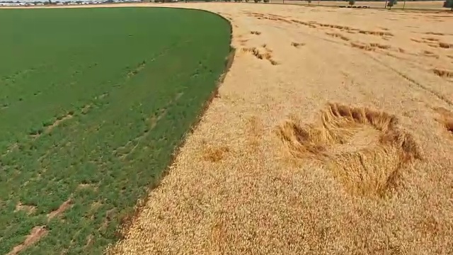 黄色麦田间的绿色田野，航拍视频素材