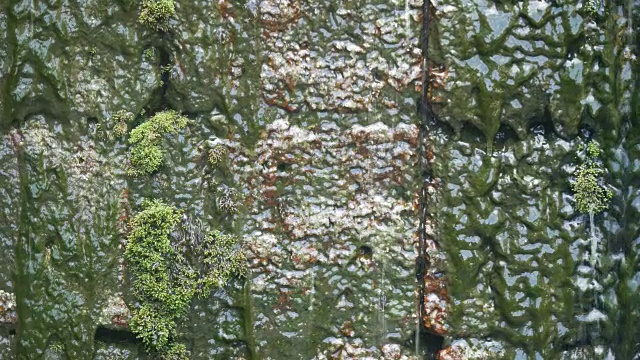 特写蕨类植物视频素材