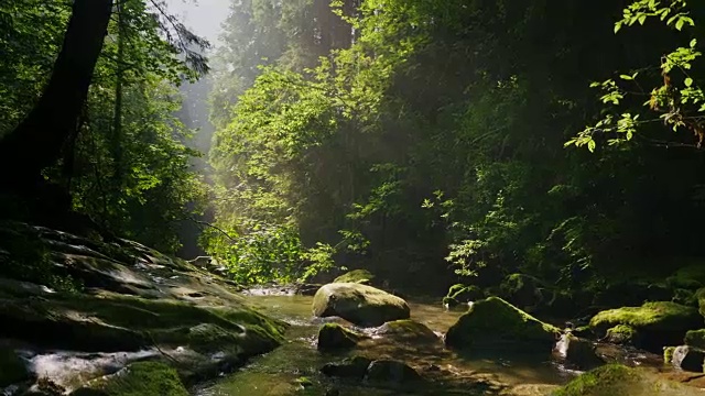 神秘的清晨森林里清澈的山涧。阳光穿过树枝。生态洁净环境视频素材