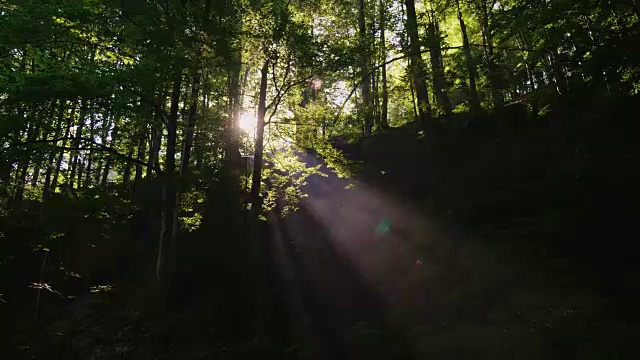 早晨的阳光穿过森林的树木是神圣的。新的一天的开始，森林的觉醒。4K 10位视频视频素材