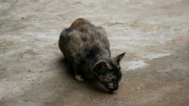 条纹小猫在地上吃东西视频素材