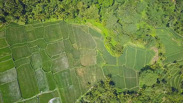 AERIAL:阳光反射在巴厘岛美丽稻田的水面上视频素材