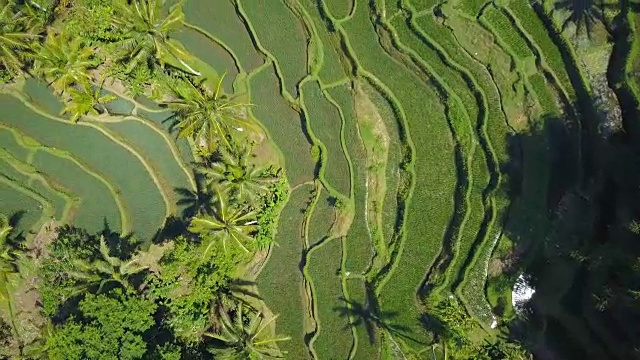 图片:在阳光明媚的巴厘岛，美丽的浅绿色梯田和郁郁葱葱的棕榈树视频素材