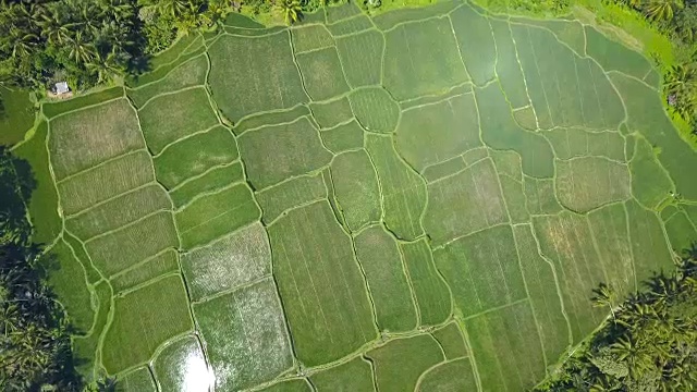 在郁郁葱葱的棕榈树丛林中，稻田景色令人惊叹视频素材