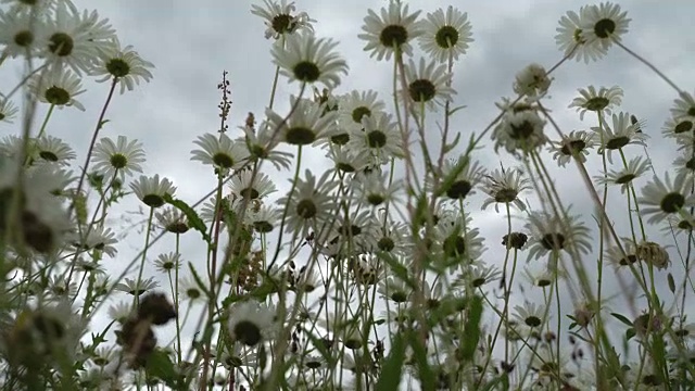 16、雨前野花洋甘菊，俯览山下。美丽的野花夏日草地在一个下雨的夏日。昆虫给野花授粉。多莉。季节的概念，生态，季节，天气，纯净，对抗视频下载