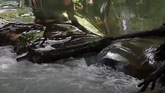 汹涌的水流沿着岩石冲过树林视频素材