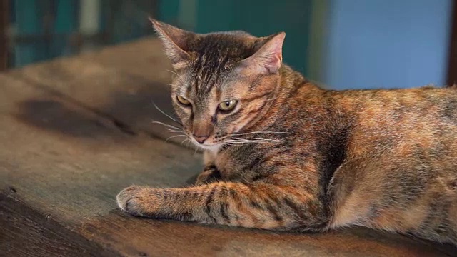 泰国猫舒服地躺着睡觉和打哈欠视频素材