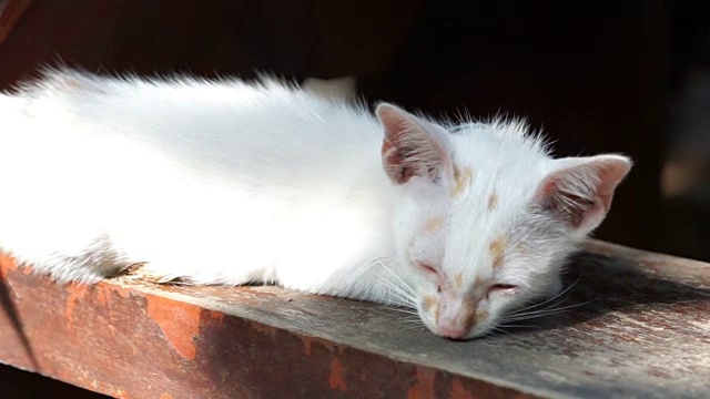 猫在木楼梯上睡觉的各种镜头视频下载