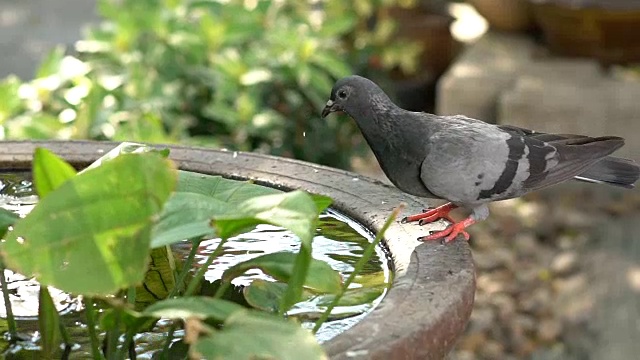 鸽子到盆里喝水视频下载