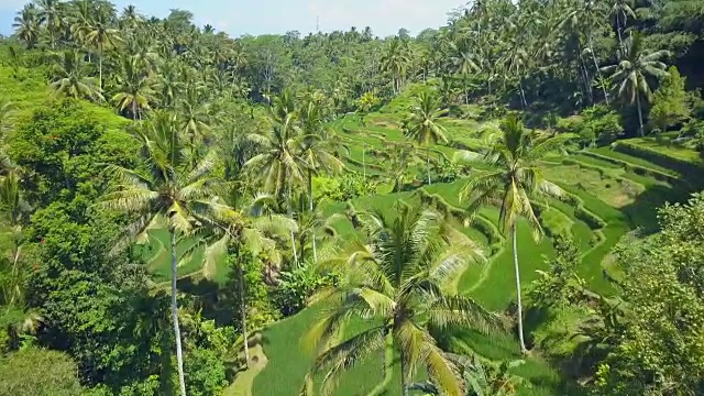 AERIAL:巴厘岛，风景如画的山地景观和传统的梯田视频素材