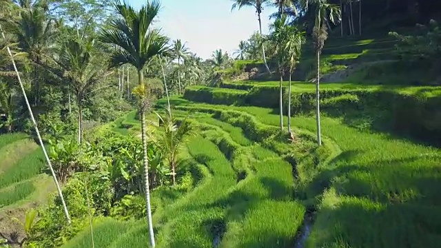 AERIAL:郁郁葱葱的梯田稻田，阳光明媚的热带丛林森林视频素材