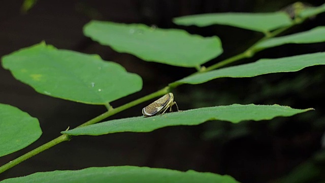 热带雨林树枝上的蚜虫。视频素材