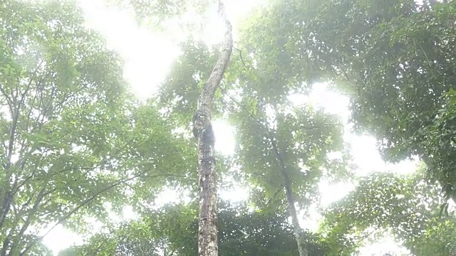 热带雨林中的晨雾。丛林中的自然景观视频素材