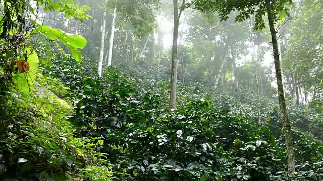 雨后咖啡树湿漉漉的绿叶。泰国高地的咖啡种植园视频素材