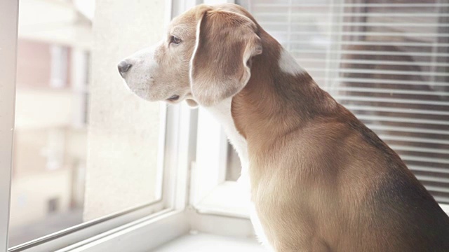 比格犬望着窗外的街道视频素材