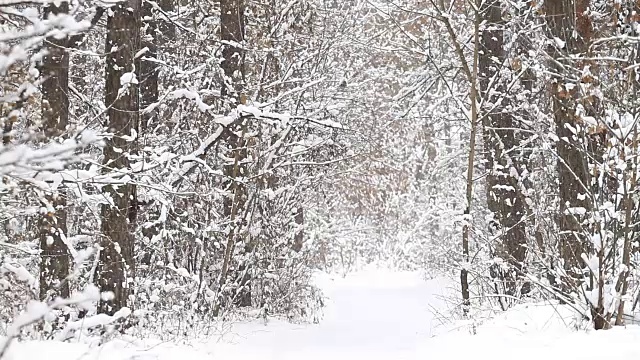 森林里飘落的雪花视频素材