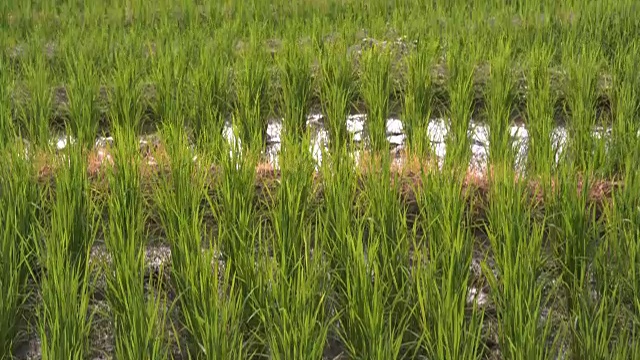 观景倾斜:Pa Pong pineng梯田上的每一座山视频素材