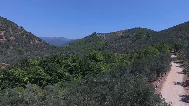 土耳其的艾达山-卡兹达格里。橄榄树的树枝和树叶在风中摆动。视频素材