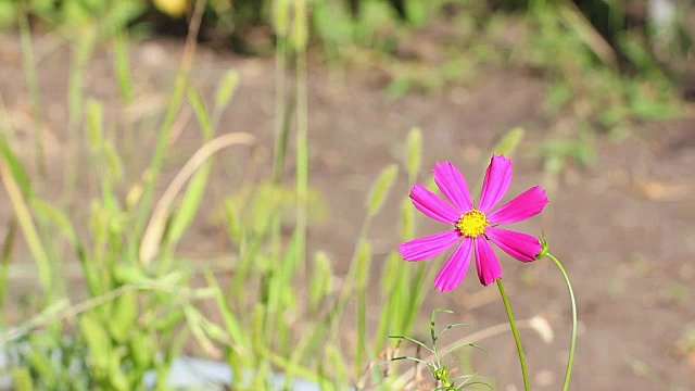 墨西哥aster花视频素材