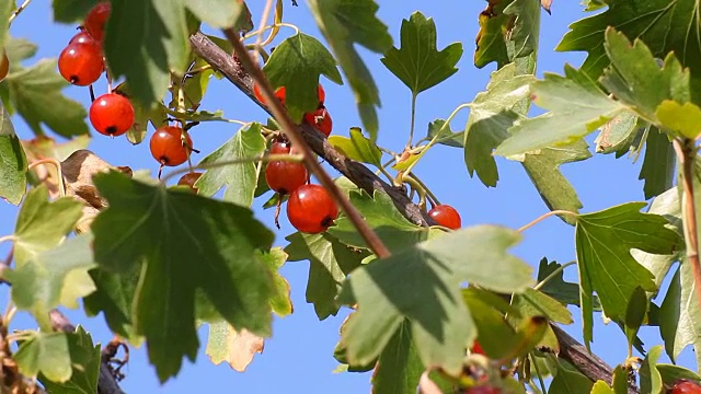 夏天花园里的红醋栗视频素材