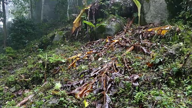 热带雨林中的晨雾。丛林中的自然景观视频素材