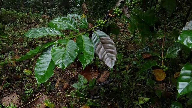 雨后咖啡树湿漉漉的绿叶。泰国高地的咖啡种植园视频素材