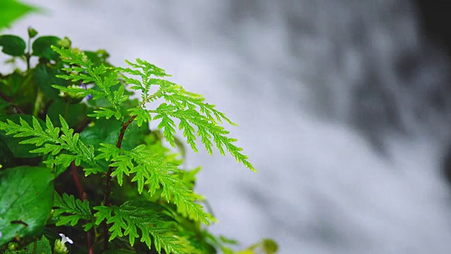 岩石上郁郁葱葱的蕨类植物与瀑布背后的水视频素材