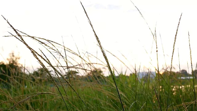 夕阳背景下的草视频素材