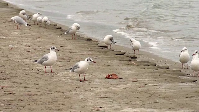 傍晚时分，一群美丽的海鸥在遥远的沙滩上飞翔。地中海的波浪视频素材