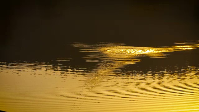 菲舍尔·沃夫特Köder aus，慢镜头特写视频素材