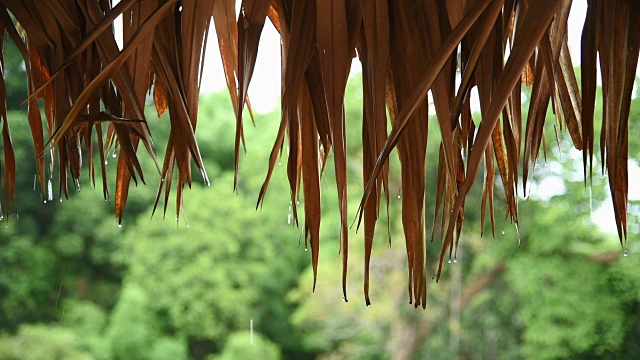 近距离镜头雨滴落在茅草屋顶上。视频素材