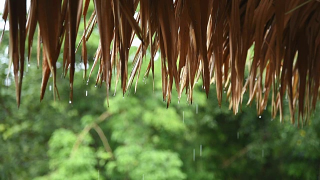 近距离镜头雨滴落在茅草屋顶上。视频素材