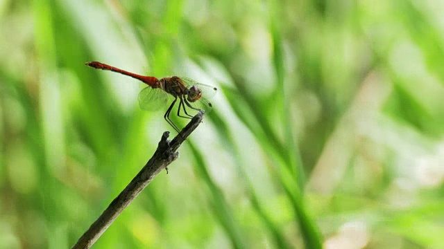 枝上的红蜻蜓视频素材