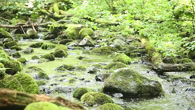 美丽的小溪，石头上覆盖着绿色的苔藓视频素材