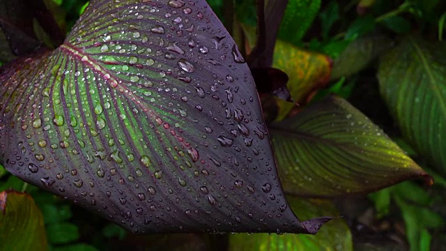 4k:树叶上的雨滴视频素材