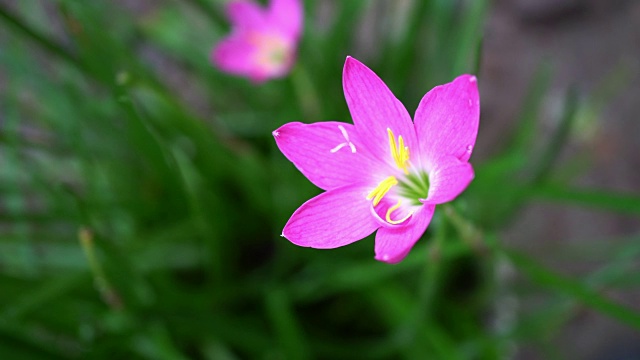 粉红色的花视频素材