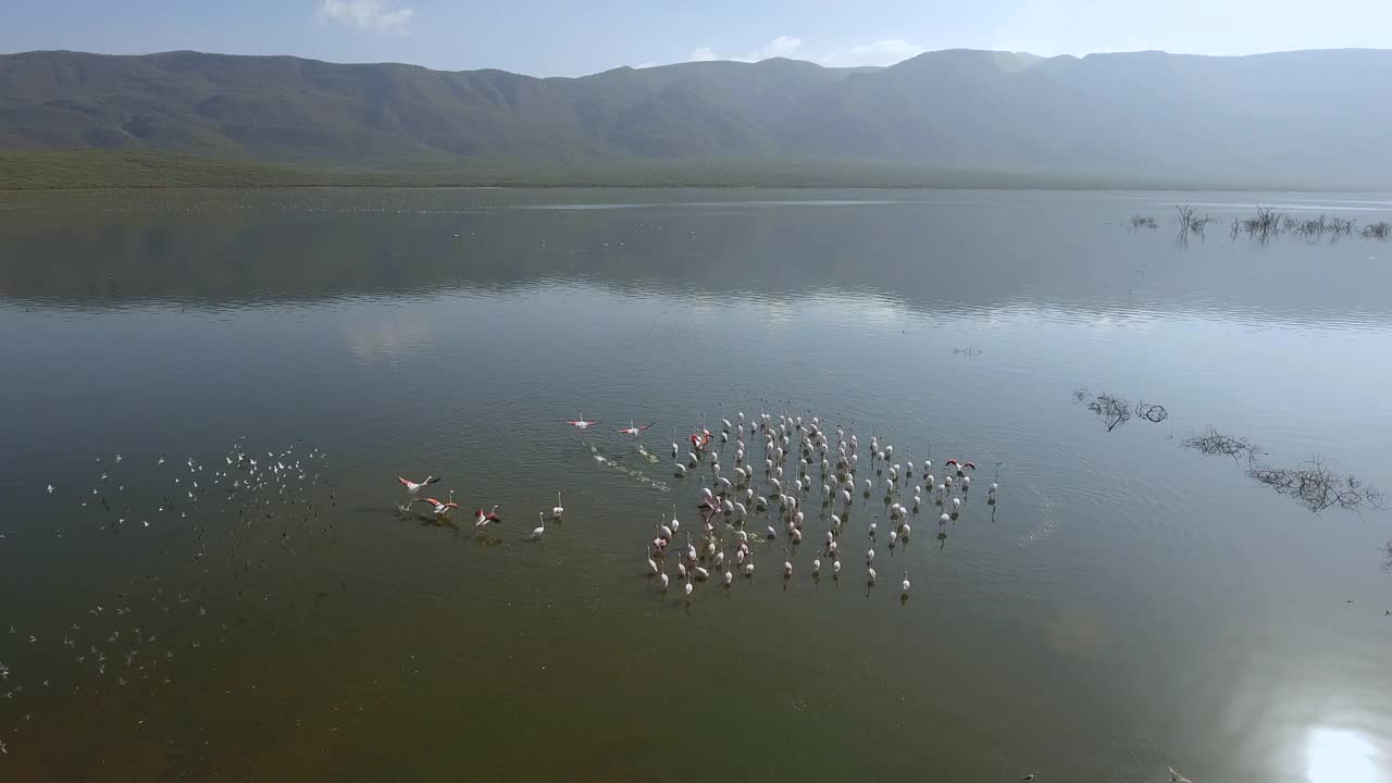 一群火烈鸟开始在绿色的湖里飞翔视频素材