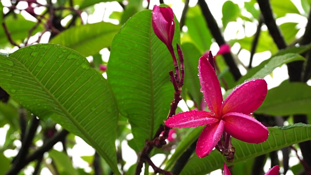 雨后的粉花鸡蛋花视频素材