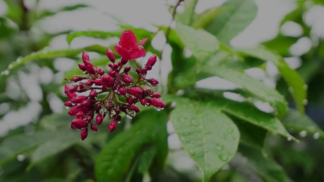 雨后花园里的红花视频素材