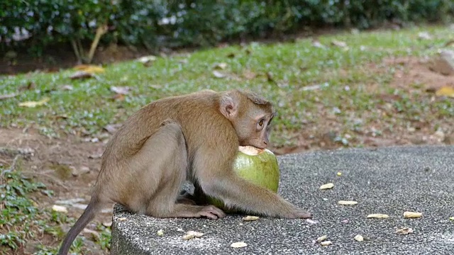 可爱的猴子在公园吃椰子视频素材