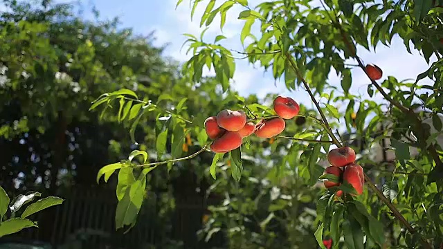 桃树上挂着桃果视频素材